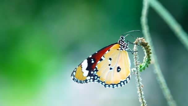 Thailändischer Schmetterling Schöner Schmetterling Auf Wiese Blumen Natur Freien — Stockvideo