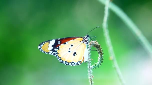 タイ蝶屋外自然草原の花に美しい蝶 — ストック動画