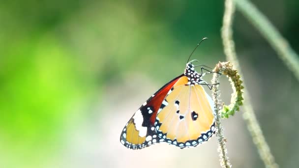 Thai Papillon Beau Papillon Sur Prairie Fleurs Nature Extérieur — Video