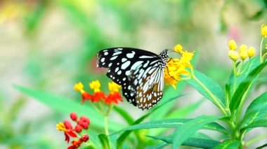 HD 1080p Süper yavaş Tayland Kelebeği Çayırda Çiçeklerde Böcek Doğa