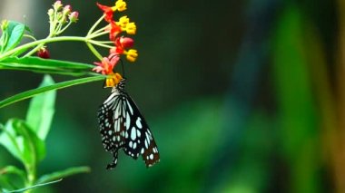 HD 1080p Süper yavaş Tayland Kelebeği Çayırda Çiçeklerde Böcek Doğa