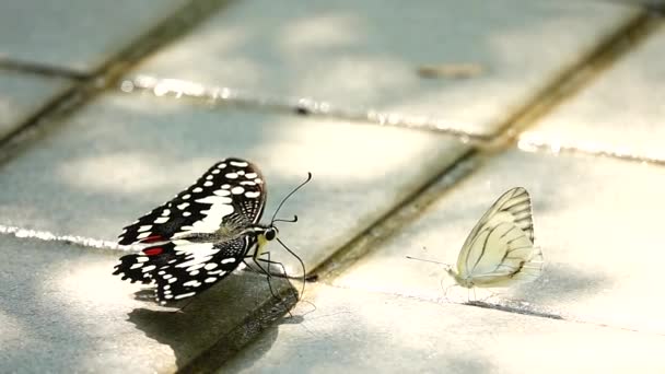 1080P Süper Yavaş Tayland Kelebeği Çayırda Çiçeklerde Böcek Doğa — Stok video