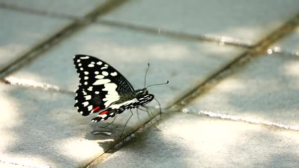 1080P超慢的泰国蝴蝶在草场上的花朵昆虫的户外本性 — 图库视频影像
