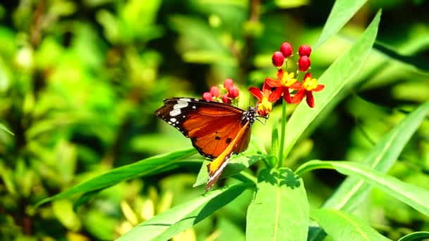 1080P Super Lento Mariposa Tailandesa Flores Pasto Insectos Naturaleza Aire — Vídeos de Stock