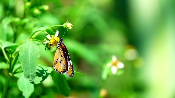 1080P Super Lento Tailandês Borboleta Flores Pasto Inseto Natureza Livre — Vídeo de Stock