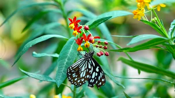 1080P Super Lent Papillon Thaïlandais Dans Les Fleurs Pâturage Insecte — Video