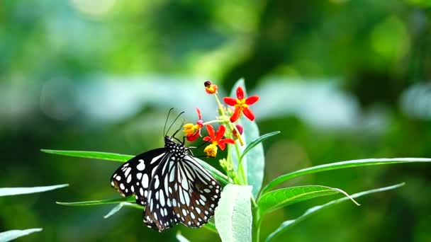 1080P Super Powolny Tajski Motyl Pastwiskach Kwiaty Owady Zewnątrz Natura — Wideo stockowe