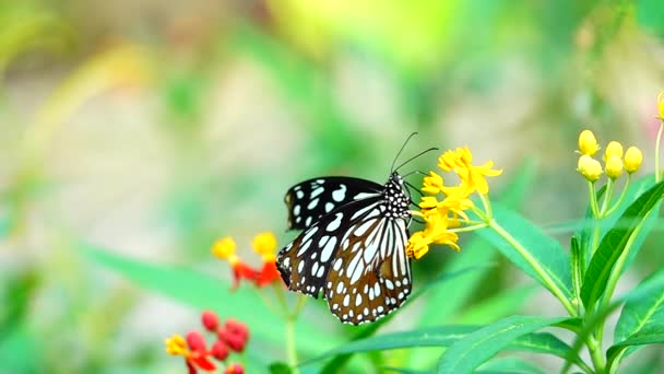 1080P Super Slow Thai Butterfly Pasture Flowers Insect Outdoor Nature — Stock Video