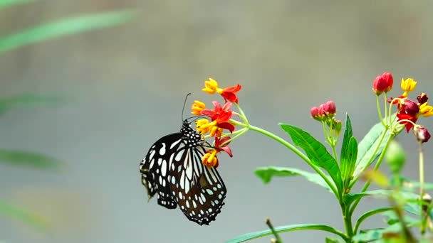 1080P Super Lento Tailandês Borboleta Flores Pasto Inseto Natureza Livre — Vídeo de Stock