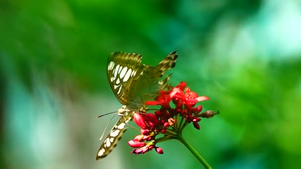 1080P Super Lento Mariposa Tailandesa Flores Pasto Insectos Naturaleza Aire — Vídeos de Stock