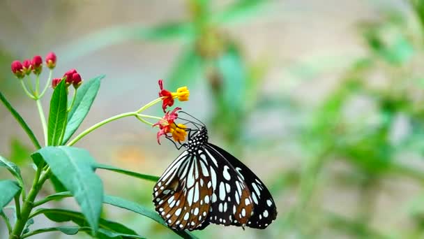 1080P Farfalla Tailandese Super Lenta Nei Fiori Pascolo Insetto Natura — Video Stock