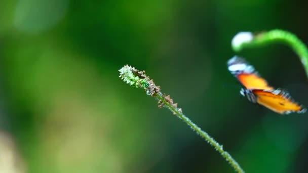 1080P Farfalla Tailandese Super Lenta Nei Fiori Pascolo Insetto Natura — Video Stock