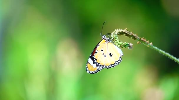 1080P Super Lento Tailandês Borboleta Flores Pasto Inseto Natureza Livre — Vídeo de Stock