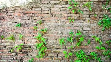 Pencere duvar doku desenleri üzerinde bir tuğla eski 4k Grungy kentsel arka plan 150 yıldan fazla grungy doku gri beton ağaç