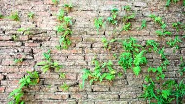 Pencere duvar doku desenleri üzerinde bir tuğla eski 4k Grungy kentsel arka plan 150 yıldan fazla grungy doku gri beton ağaç