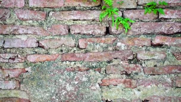 Nieczysty Tło Miejskie Cegły Stary Ponad 150 Lat Nieczysty Tekstury — Wideo stockowe