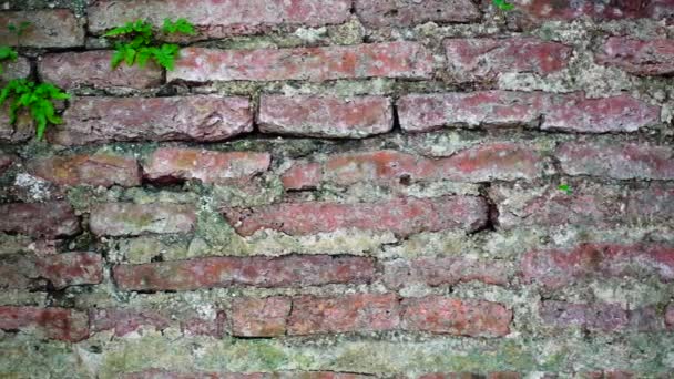 Grungy Stedelijke Achtergrond Van Een Bakstenen Oude Meer Dan 150 — Stockvideo