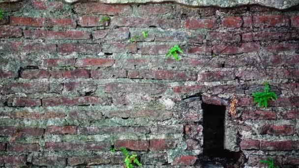 Grungy Urban Background Brick Old More 150 Years Grungy Texture — Stock Video