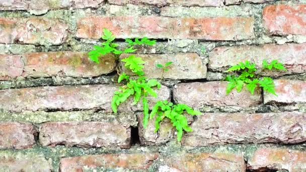 Grungy Urban Background Brick Old More 150 Years Grungy Texture — Stock Video