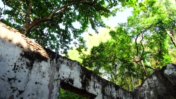 Ruinas Edificios Antiguos Parque Forestal — Vídeo de stock