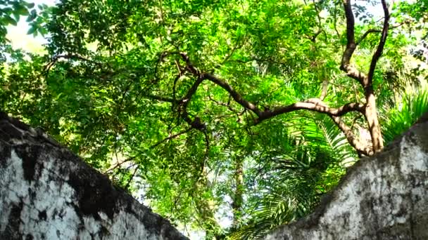 Ruinas Edificios Antiguos Parque Forestal — Vídeos de Stock