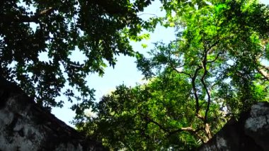 Orman parkında 4k Eski bina kalıntıları