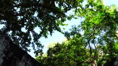 Orman parkında 4k Eski bina kalıntıları