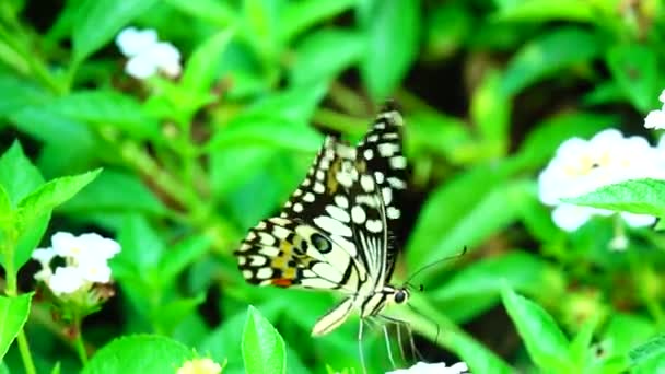 1080P Super Lent Papillon Thaïlandais Dans Les Fleurs Pâturage Insecte — Video