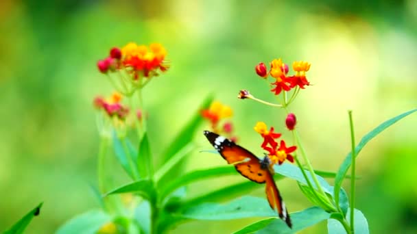 1080P Super Slow Thai Butterfly Pasture Flowers Insect Outdoor Nature — Stock Video