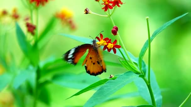 1080P Super Lent Papillon Thaïlandais Dans Les Fleurs Pâturage Insecte — Video