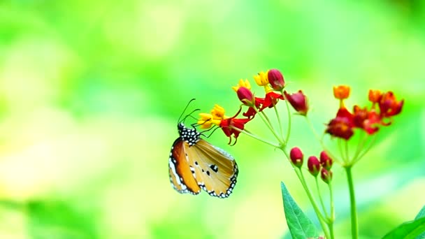 1080P Super Lento Tailandês Borboleta Flores Pasto Inseto Natureza Livre — Vídeo de Stock