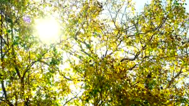 4K Belles feuilles d'automne dorées jaune vert plante nature backgound 