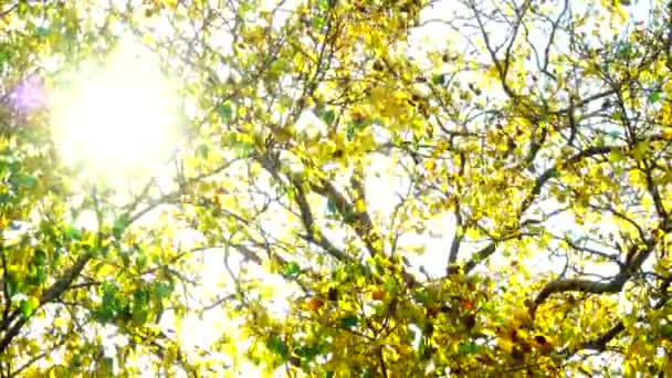 4K Belles feuilles d'automne dorées jaune vert plante nature backgound 