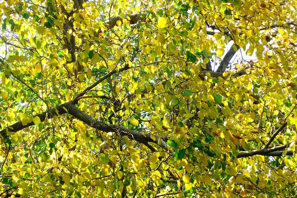 Blur Focus Beautiful Golden Autumn Leaves Yellow Green Plant Nature — Stock Photo, Image