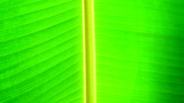 4k yeşil muz yaprağı doku ve backgound