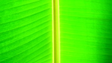 4k yeşil muz yaprağı doku ve backgound