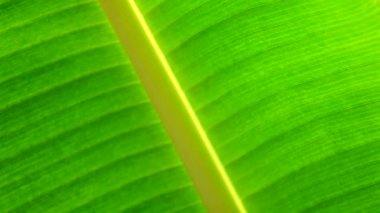 4k yeşil muz yaprağı doku ve backgound