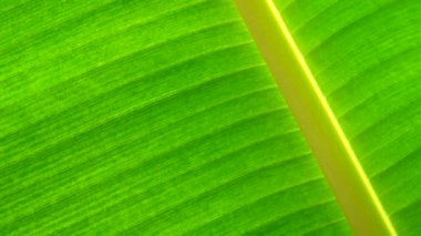 4k yeşil muz yaprağı doku ve backgound