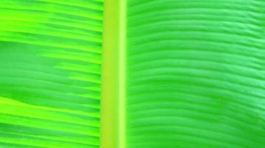 4k yeşil muz yaprağı doku ve backgound