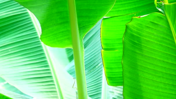 Green Banana Leaf Texture Backgound — Stock Video