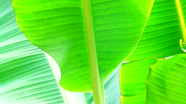 Texture Foglia Banana Verde Backgound — Video Stock