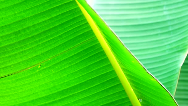 4K緑のバナナの葉の質感とバックグーンド — ストック動画