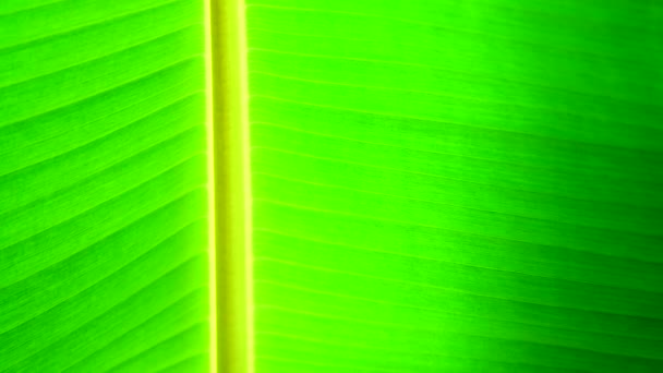绿色香蕉叶纹理和回背 — 图库视频影像
