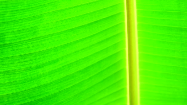 Groene Banana Leaf Textuur Achtergrond — Stockvideo