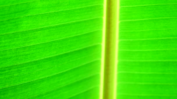 Зелений Банановий Лист Текстури Фон — стокове відео