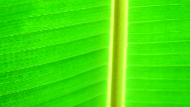 Groene Banana Leaf Textuur Achtergrond — Stockvideo