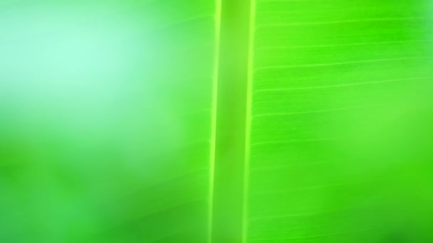 Zelený Listový List Banánů Backgound — Stock video
