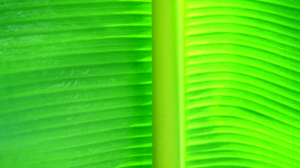 Hoja Plátano Verde Textura Fondo — Vídeo de stock