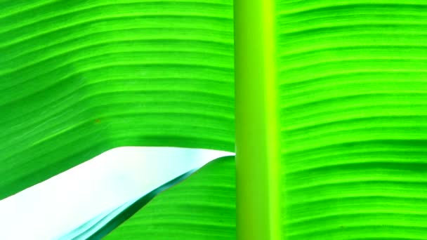 Groene Banana Leaf Textuur Achtergrond — Stockvideo