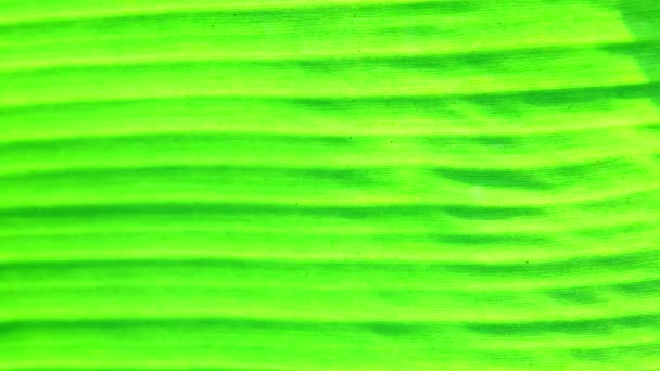 Зеленый Банановый Лист Текстуры Фона — стоковое видео
